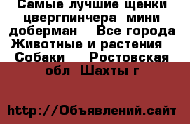 Самые лучшие щенки цвергпинчера (мини доберман) - Все города Животные и растения » Собаки   . Ростовская обл.,Шахты г.